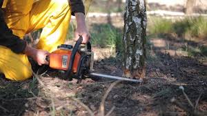 How Our Tree Care Process Works  in  Enola, PA