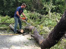 Best Utility Line Clearance  in Enola, PA