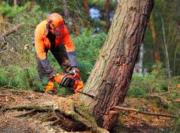Pest Control for Lawns in Enola, PA