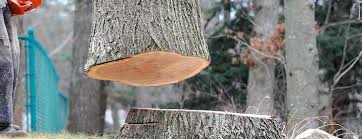 Trusted Enola, PA Tree Care Experts