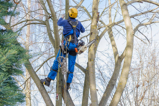 Best Tree Maintenance Programs  in Enola, PA