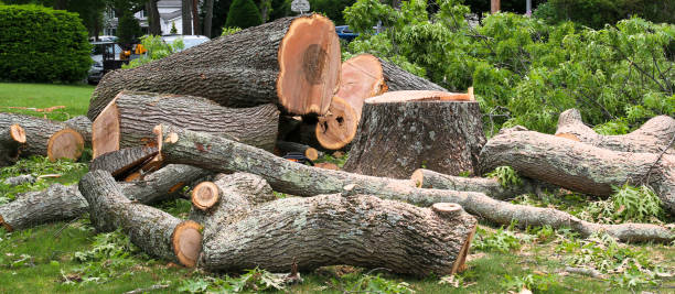 Best Lawn Disease Treatment  in Enola, PA