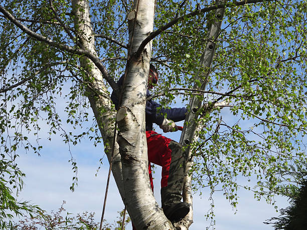 Best Emergency Tree Removal  in Enola, PA